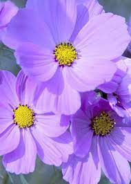 Acslovely Lavender Cosmosseedsbig Boys Etsy In 2020 Cosmos Flowers Beautiful Flowers Lovely Lavender