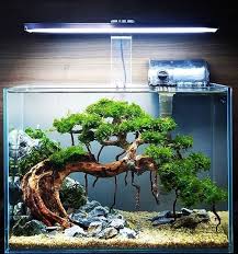 Tropical Fish Tanks Setup Tropical Fish Tanks In 2020 Aquarium Landscape Freshwater Aquarium Plants Planted Aquarium