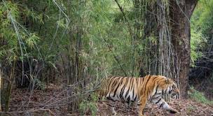 Deforestation Musical Chairs Game Deforestation Educational Tools Tree Chair