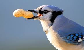 Check spelling or type a new query. What Do Birds Eat Everything You Need To Know World Birds