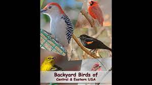 Maybe you would like to learn more about one of these? Identify Your Common Backyard Birds Central Eastern Usa Youtube