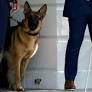 dog commander from www.bbc.com