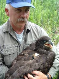 Blog: Following New York's bald eagle story across the state