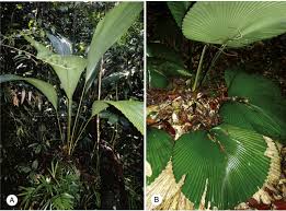 Image result for Erythrococca atrovirens