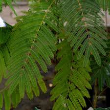 Image result for Albizia grandibracteata
