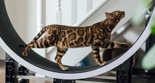 ‪10 Biggest Domestic Cat Breeds‬‏