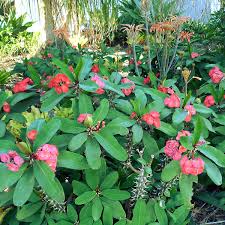 Image result for Euphorbia lissosperma