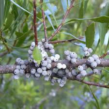 Image result for Myrica salicifolia
