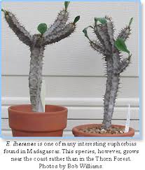 Image result for Euphorbia memoralis