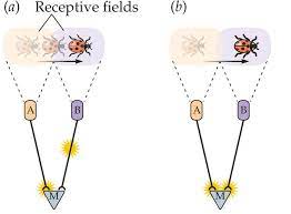 Pdf 301:01 sensation and perception (kowler) fa20. Https Www Sjsu Edu People Steven Macramalla Courses Perception Lecture 208 20 20motion 20perception Pdf