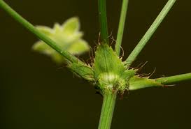 Image result for Alepidea