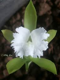 Image result for Nervilia crociformis