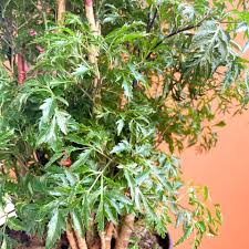 Image result for Polyscias