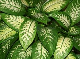 How To Care For A Dieffenbachia With Yellow Leaves Home Guides Sf Gate