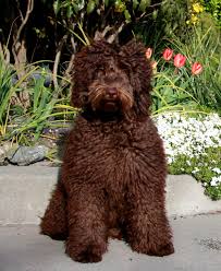Registered alaa australian labradoodles for sale in texas, austin, dallas, houston, san antonio. Labradoodle Pictures Of Our Wonderful Dogs And Puppies Spring Creek Labradoodles