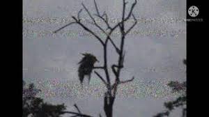 Unauthorized access will be monitored. Scp 746 Youtube