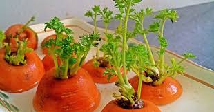 Carrots are one of the most popular vegetables in the world. Growing Carrots From Seeds Carrot Farming Farming South Africa