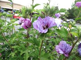 Small, lustrously glossy leaves are evergreen and remain all year. Hibiscus Syriacus Double Purple Double Purple Roase Of Sharon Deciduous Shrub To Small Tree With Lobed Leaves And Large Double Purple Flowers Stock Photo Picture And Royalty Free Image Image 32257941
