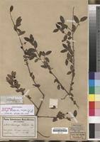 Image result for Cleistanthus schlechteri