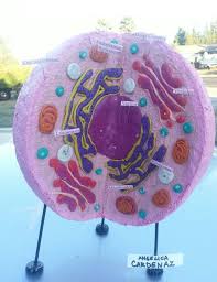 My 12 Yr Old Daughters 3d Human Cell Model Cells Project Cell Model Animal Cells Model