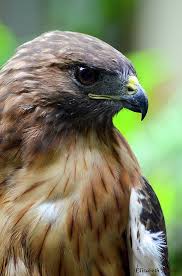Red Tailed Hawk By Elizabeth Abbott Kus Kusu