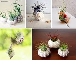 Tra le innumerevoli specie di piante grasse, alcune tipologie vengono apprezzate per la loro abbondante fioritura. Vasi Fai Da Te Non Sprecare
