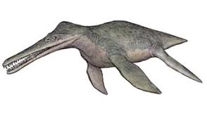 Image result for Dolichos junodii