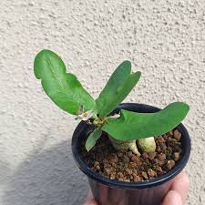 Image result for Monadenium pedunculatum