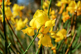 Image result for Aptosimum junceum