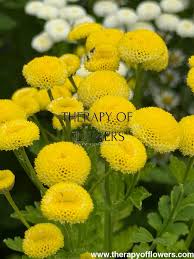 Image result for Tanacetum parthenium