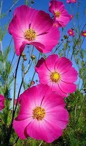 Preciosas Flores Rosadas Gorgeous Pink Flowers Cosmos Magenta Beautiful Flowers Cosmos Flowers Amazing Flowers