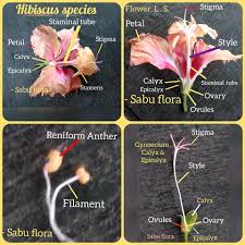 Image result for Monothecium