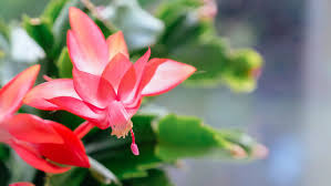 These plants appreciate humidity, so they grow best in moist areas. How To Care For Christmas Cactus Indoors Christmas Cactus Plant Care Tips