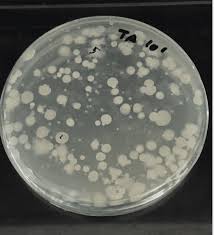 Media berfungsi utk menumbuhkan mikroba, isolasi. Bahan Cara Membuat Medium Na Nb Kalkulator Online Mikrobio Id