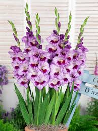 Image result for Gladiolus unguiculatus