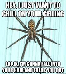 Spiders Are My Biggest Fear Like I Will Die Spider Spider Meme Memes