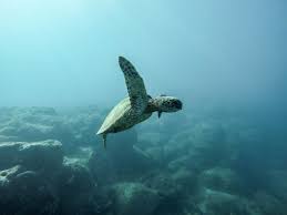 We did not find results for: Consciencia Unica Dia Mundial Dos Oceanos Junho