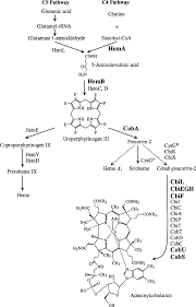 Production Of Vitamin B12 In Genetically Engineered