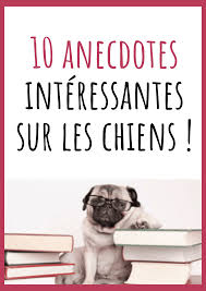 10 Anecdotes Interessantes Sur Les Chiens Chien Meilleur Ami Accessoire Chien