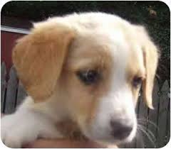 Check spelling or type a new query. Baltimore Md Beagle Meet Cedar A Pet For Adoption
