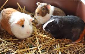 Meerschweinchen sind gesellige, tagaktive tiere. Artgerechte Meerschweinchen Gehege Fur Die Innenhaltung