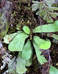 Image result for Grammitis