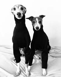 Black And White Italian Greyhound Puppy Greyhounds In Black Turtlenecks Dogsofpinterest Dogstreetstyle Stylishdogs Dogfashion Doglovers Dog Love Dog Lovers Pets