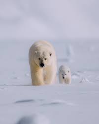 Endangered Polar Bears Polar Bear Animals Polar