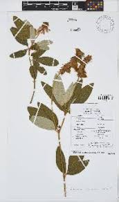 Image result for Eriosema parviflorum
