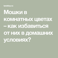 мошки в комнатных цветах как избавиться в домашних условиях Moshki V Komnatnyh Cvetah Kak Izbavitsya Ot Nih V Domashnih Usloviyah Sadovodstvo Na Balkone Vyrashivanie Roz Sukkulenty V Sadu