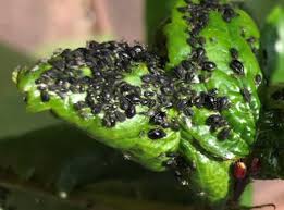 Check spelling or type a new query. Identify And Treat Pest And Diseases Of Cherry Tree
