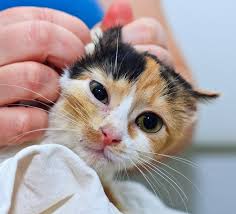 In cases where the cancer has spread to the retroperitoneal lymph nodes in the abdominal region. How Long Can A Calico Cat Live Life Expectancy Faqcats Com