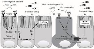 Thymic epithelial cells (tecs) are specialized cells with high degree of anatomic, phenotypic and functional heterogeneity that are located in the outer layer (epithelium) of the thymic stroma. Taste Receptor Dependent Upper Airway Immunity Ciliated Epithelial Download Scientific Diagram