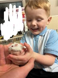 Taming a 10-week-old hamster safely